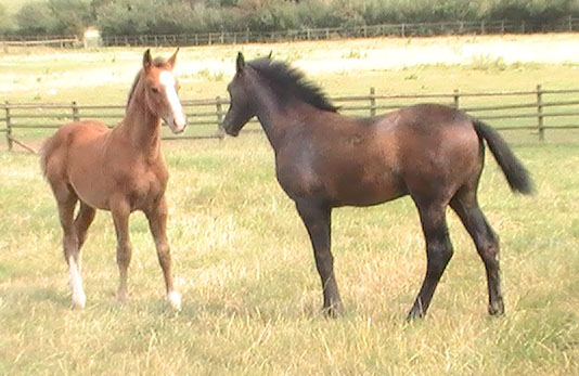 Cute Foals